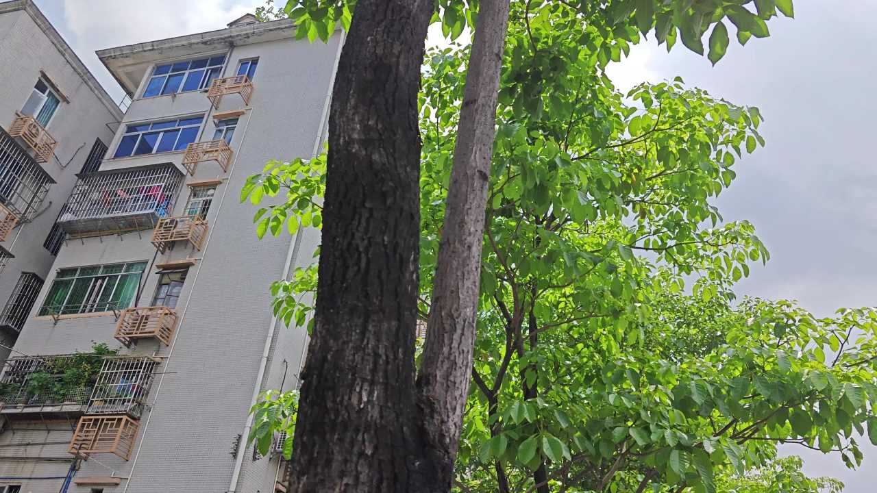 4K楼房绿树天空云层