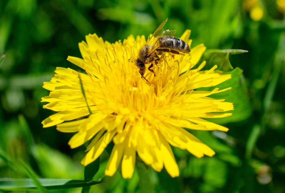 蜜蜂蒲公英昆虫动物