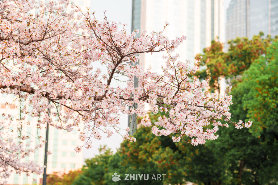 武汉西北湖公园樱花