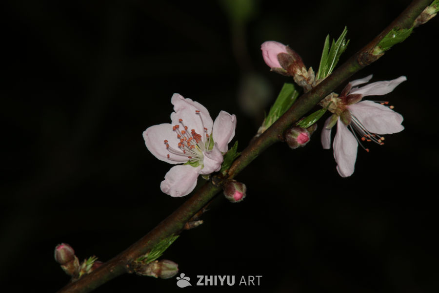 桃花盛开的春天
