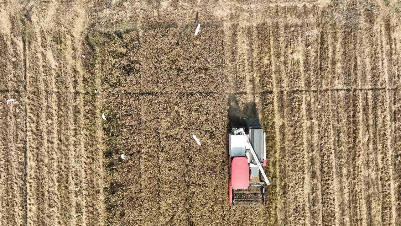 4K农村夏收小麦
