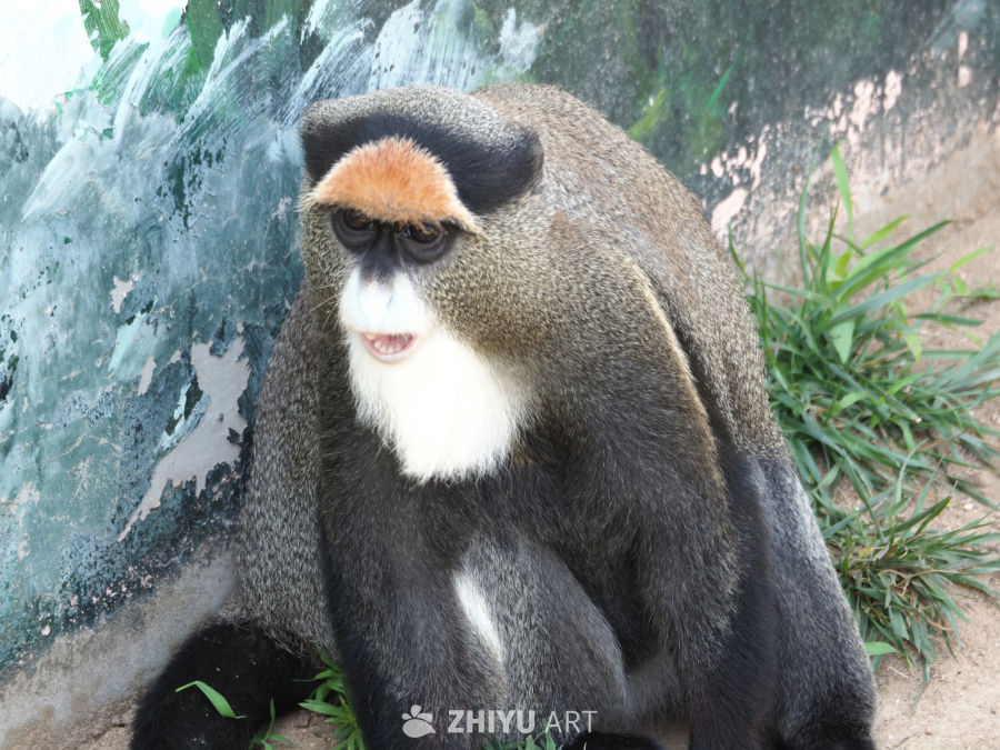 我忘了叫啥猴了