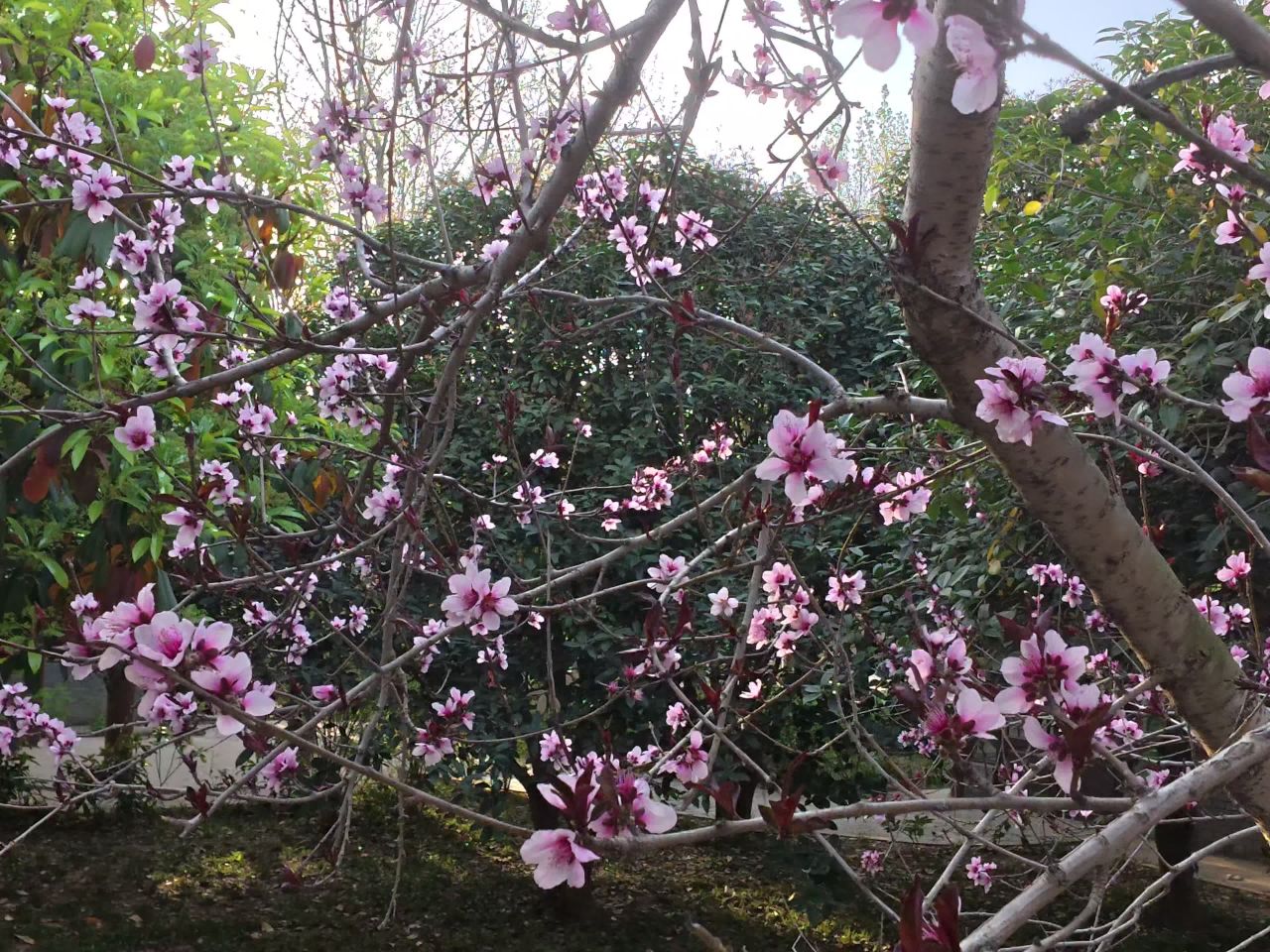 春日樱花绽放