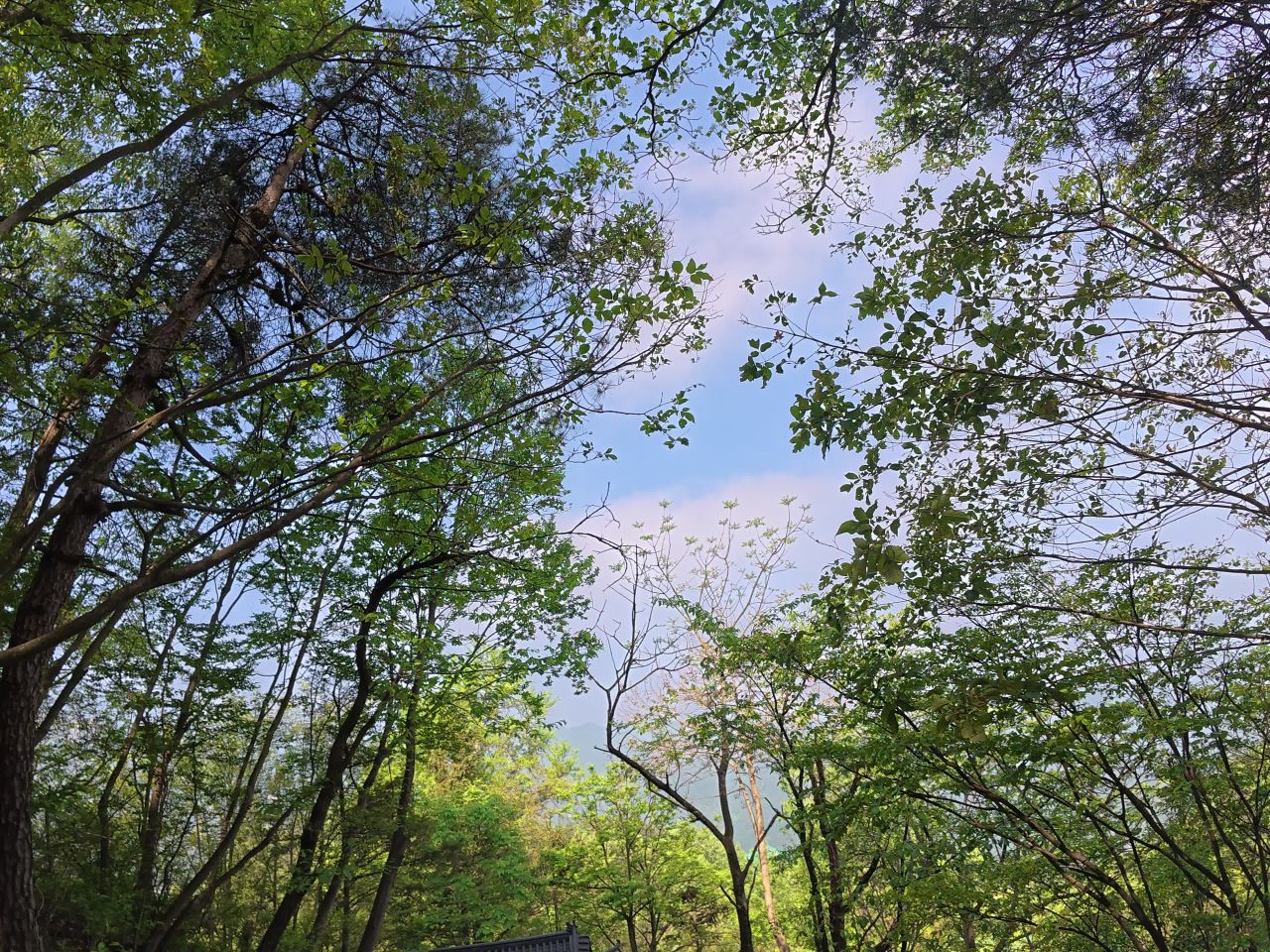 森林古迹漫步