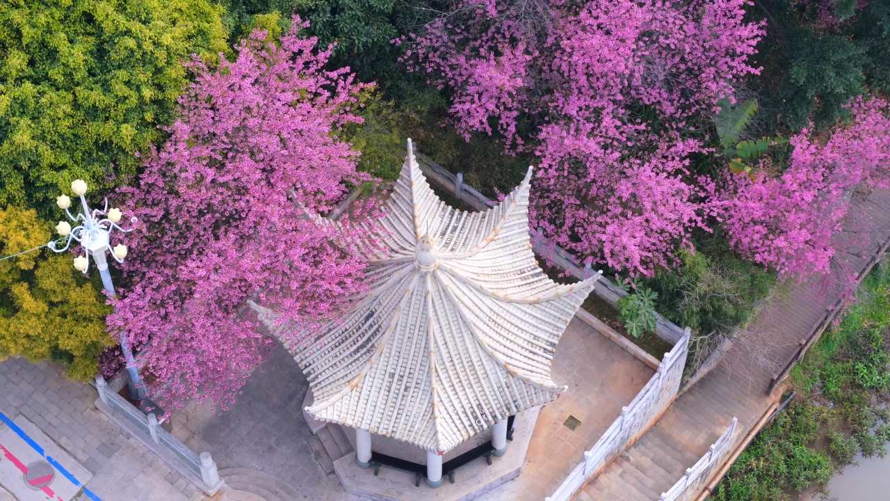 樱花盛开的亭子