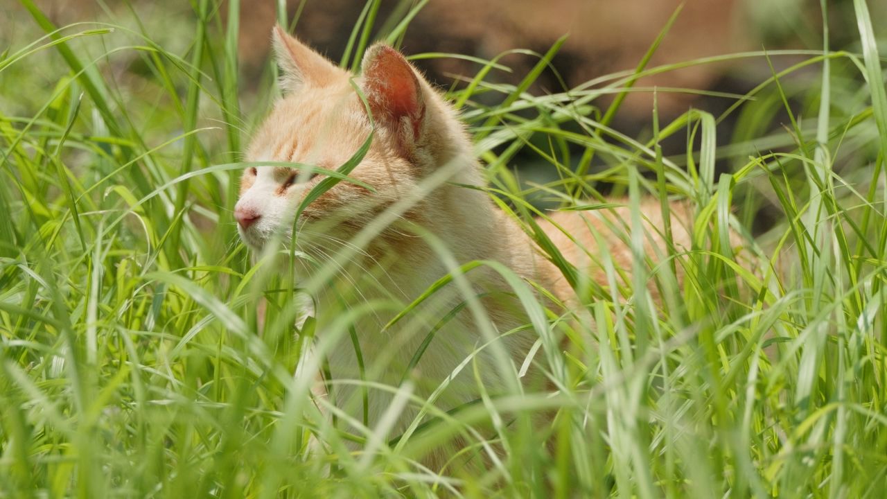 春天公园里可爱的猫咪流浪猫 7