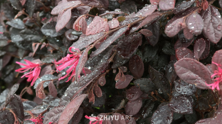 雨后深红叶与粉花