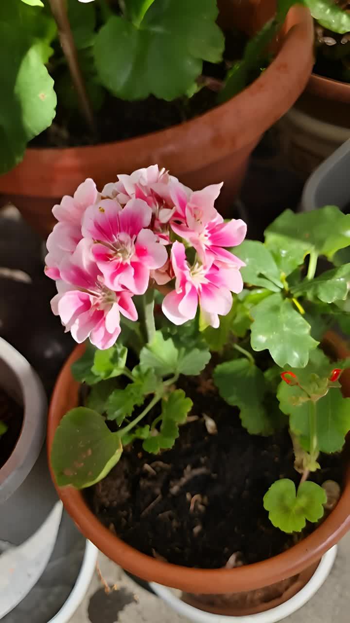 一个棕色花盆里开着一朵粉色的花，周围环绕着绿色的叶