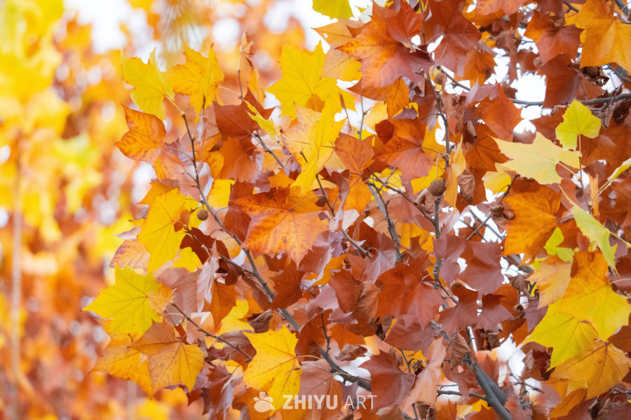 秋日斑斓的树叶