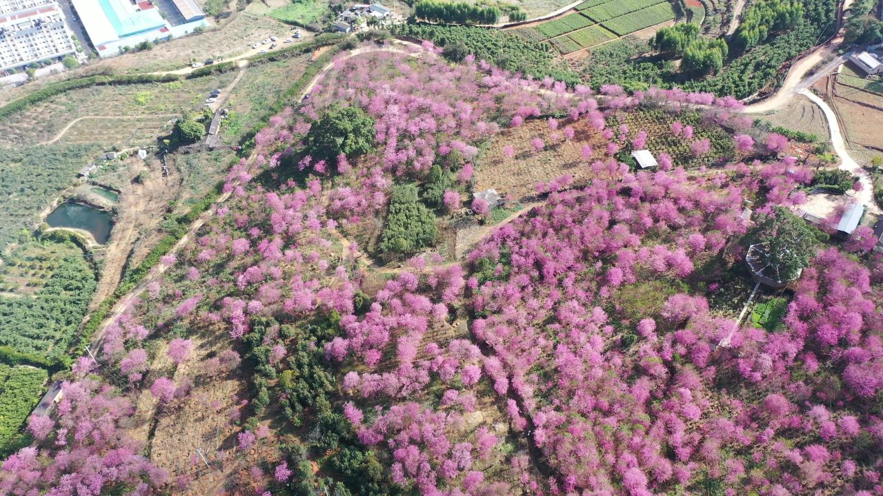 樱花航拍