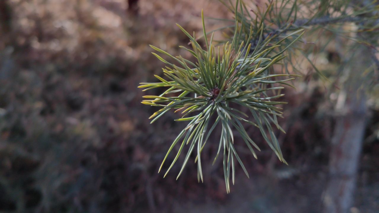 松树枝