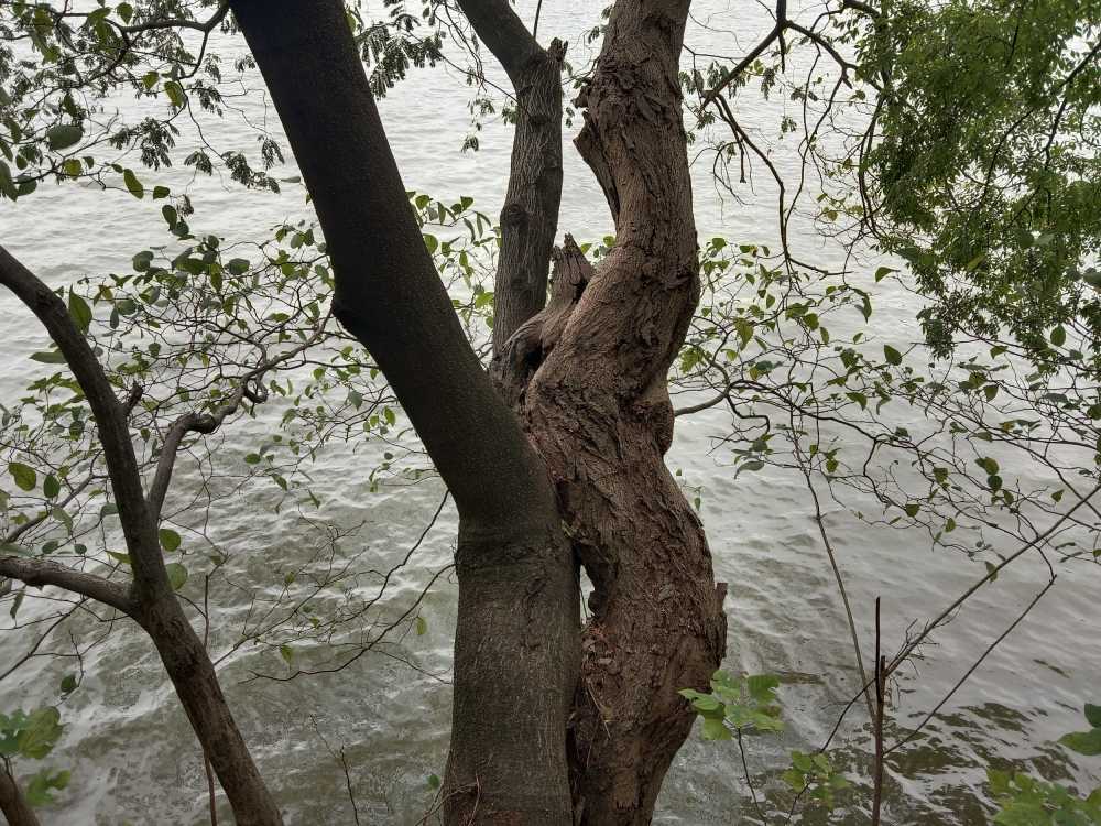 树