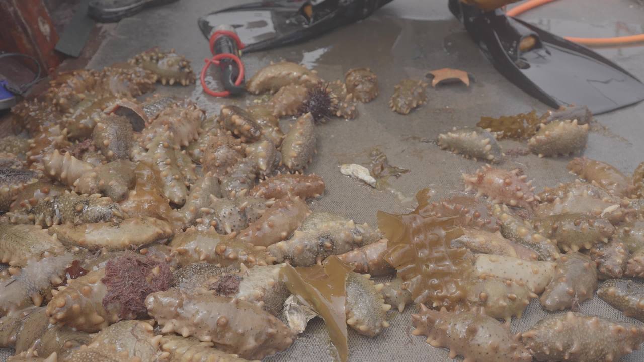 海参捕捞与渔民潜水作业