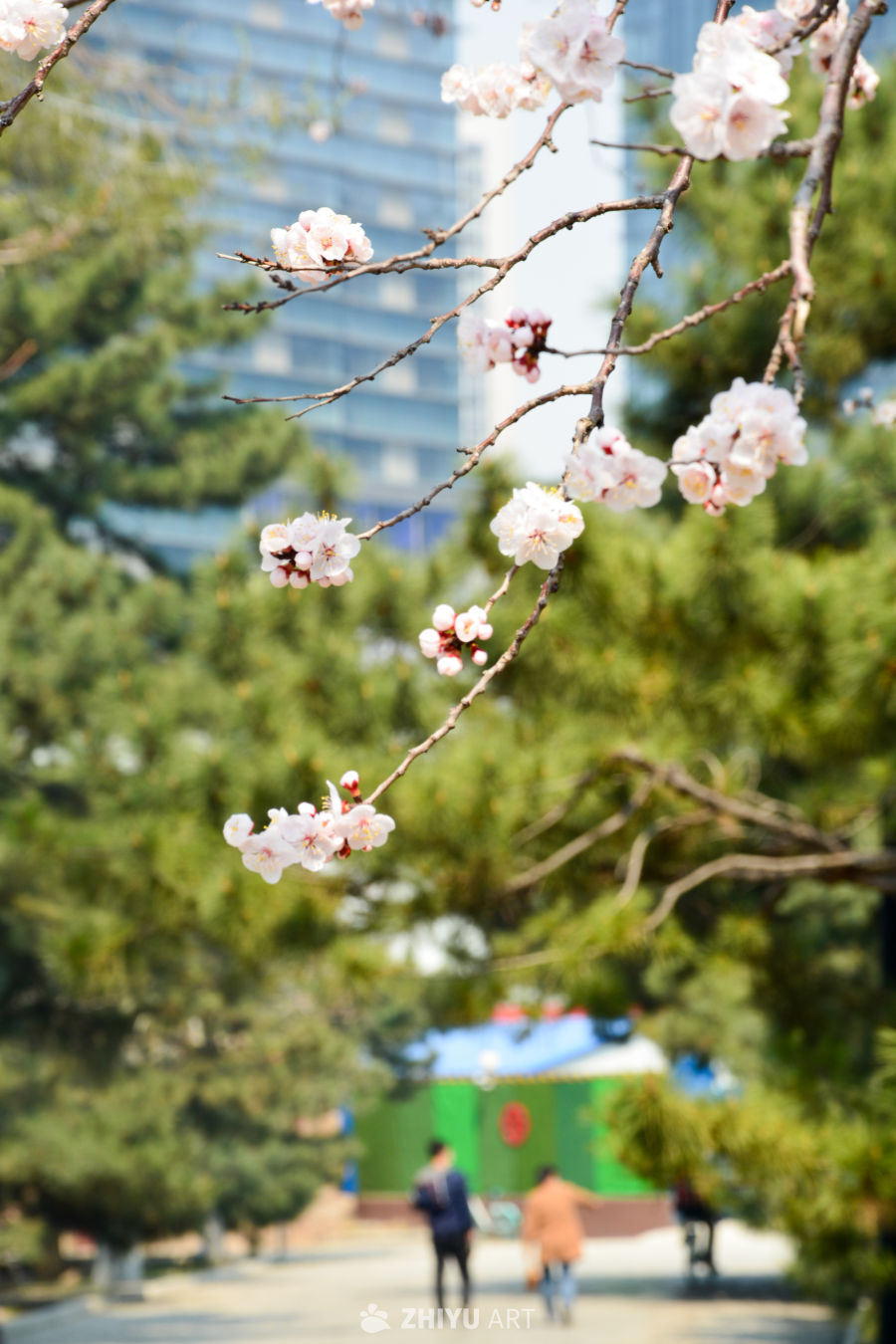 春花山桃