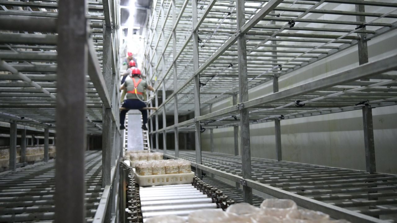 鹿茸菇上架入库