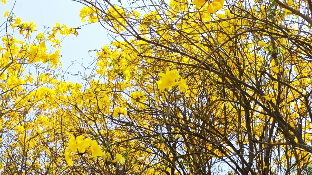 风铃花广东公园盛开 