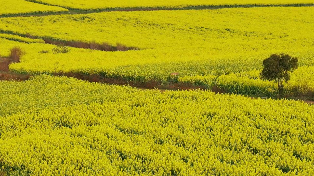 春暖花开油菜花花海 12