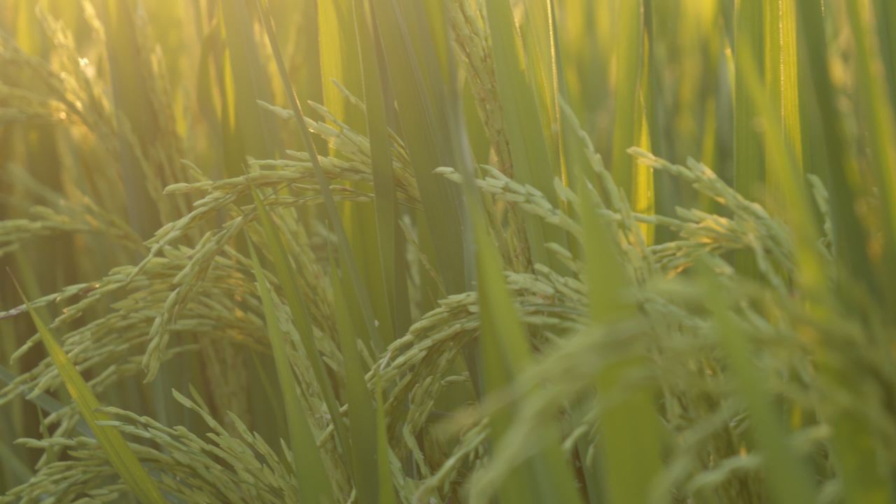 水稻五常大米田野粮食庄稼丰收 37