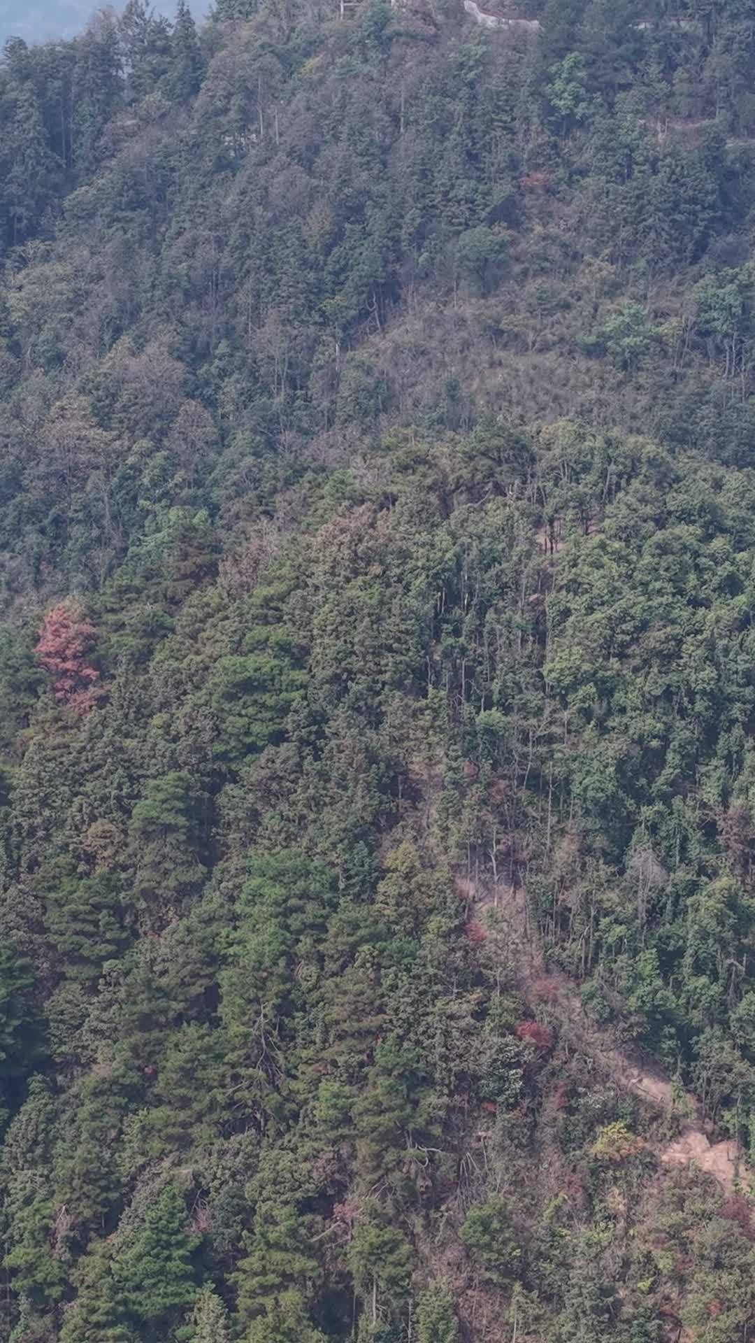 竖版航拍秋天森岭枯黄植物树枝树叶 (11)