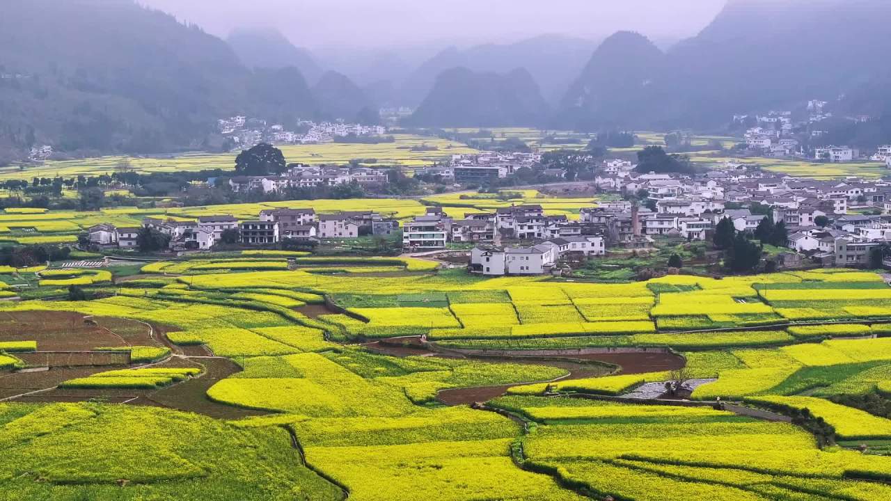 4k游客观赏油菜花  乡村旅游 美丽乡村