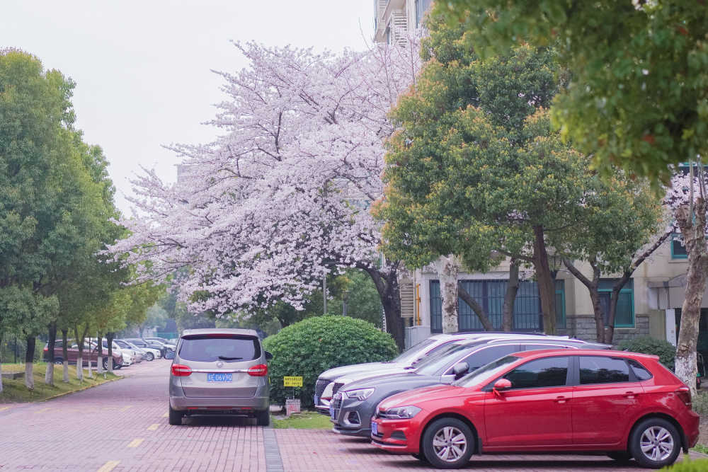 樱花季