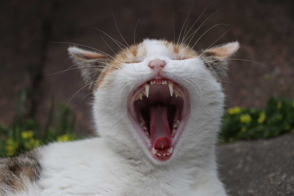猫咪学长的咆哮