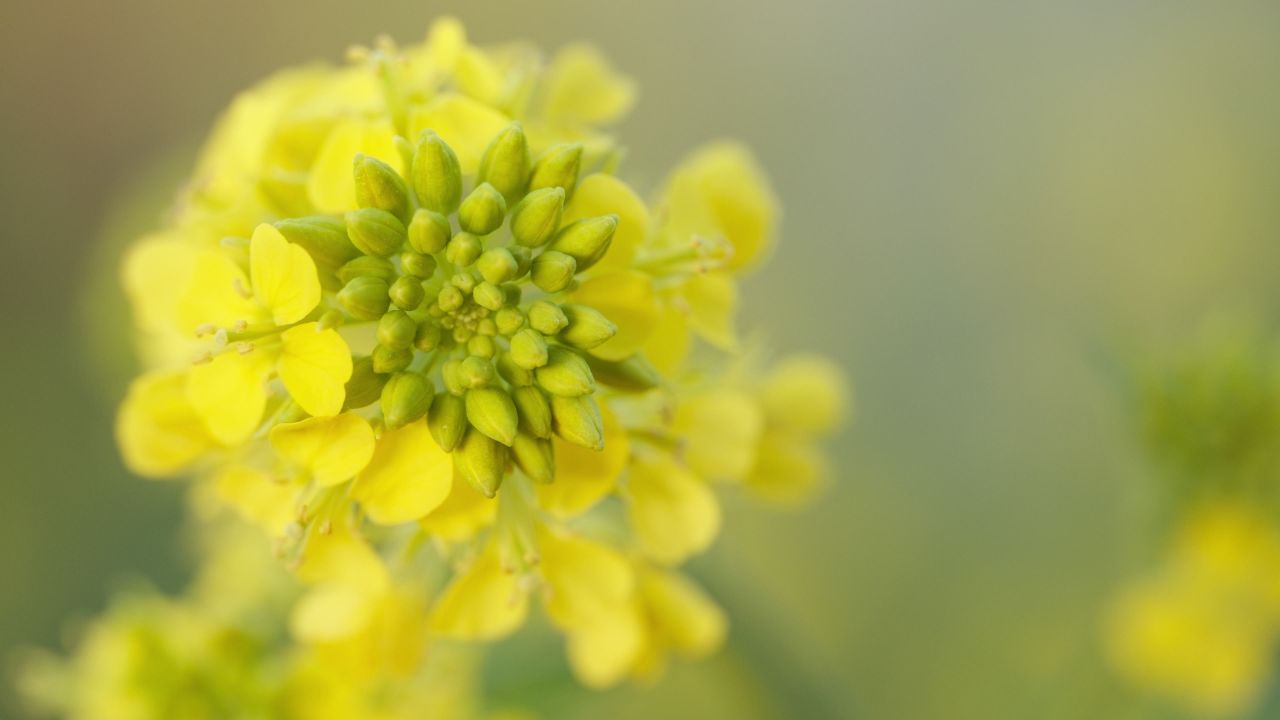 春天农村油菜花海蜜蜂采蜜 22