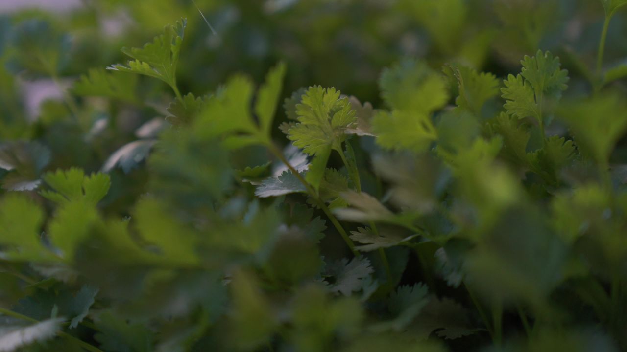 芫荽菠菜葱花辣椒 13