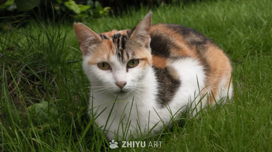 草丛中的小猫
