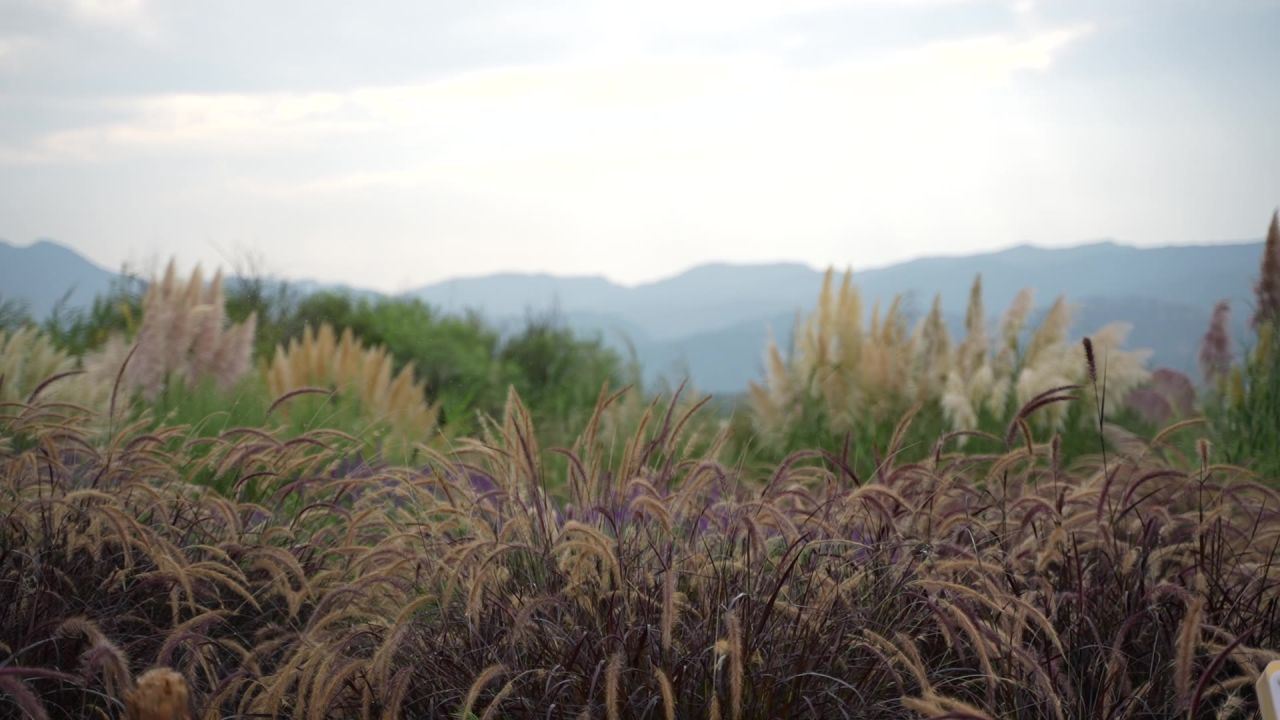 昆明草海湿地