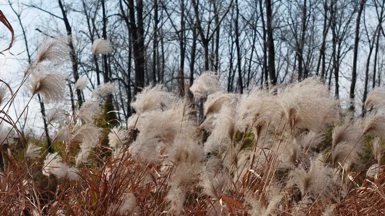 秋风中的芦苇