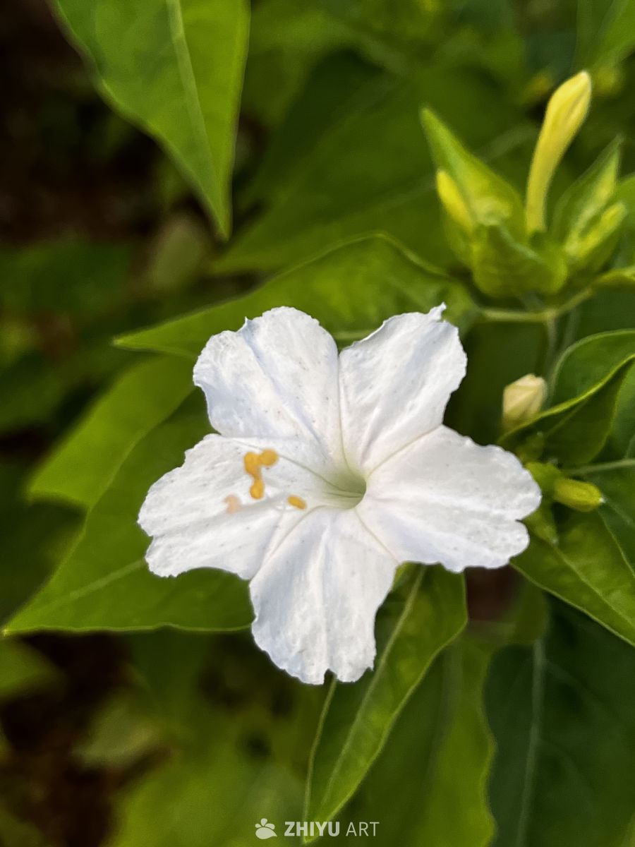 白花映绿叶