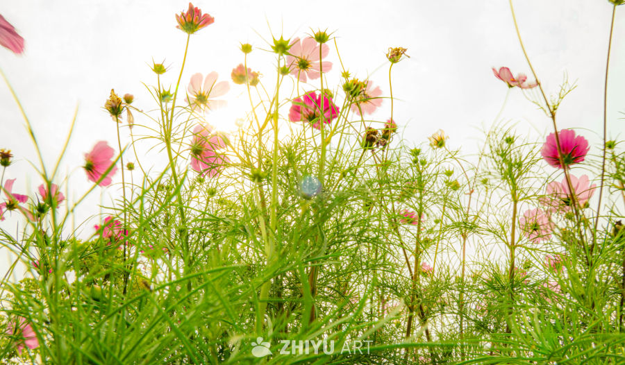 粉色花海