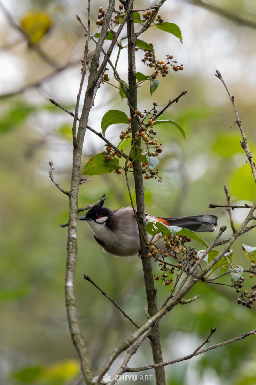 红耳鹎站在枝头上