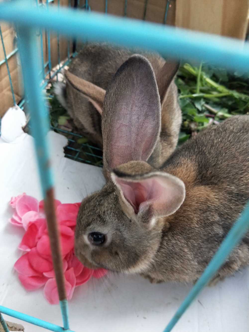 玉兔吃花瓣