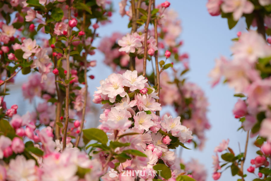 春天海棠花 75