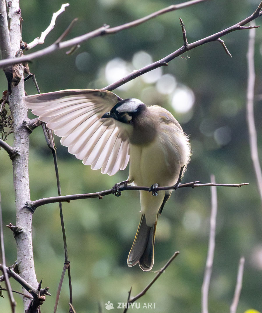 站在枝头上梳理羽毛的白头鹎