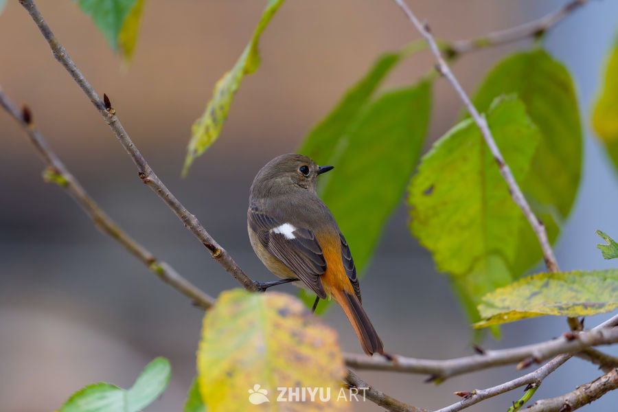 秋日枝头的小鸟
