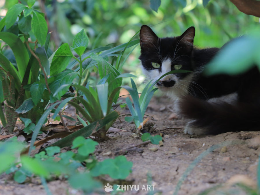 猫在绿植中探头