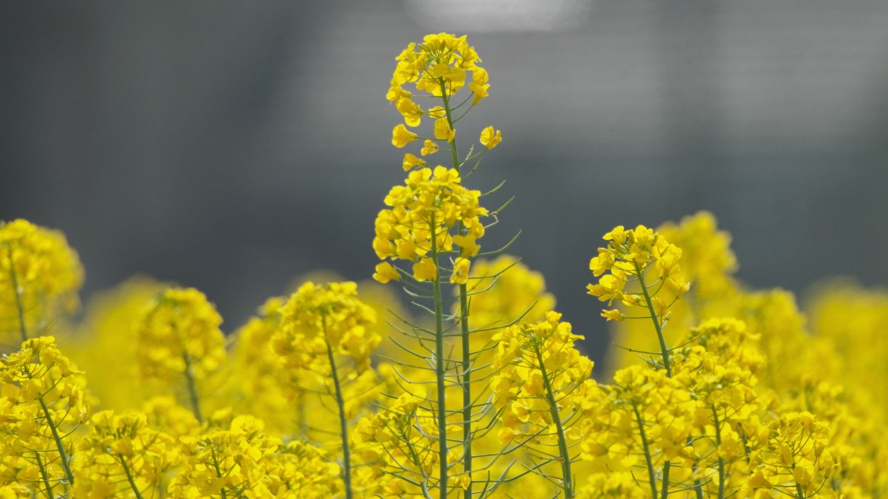 油菜花蜜蜂采蜜特写微距4K实拍