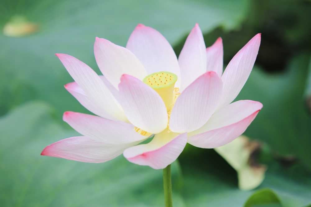 荷花荷叶池塘