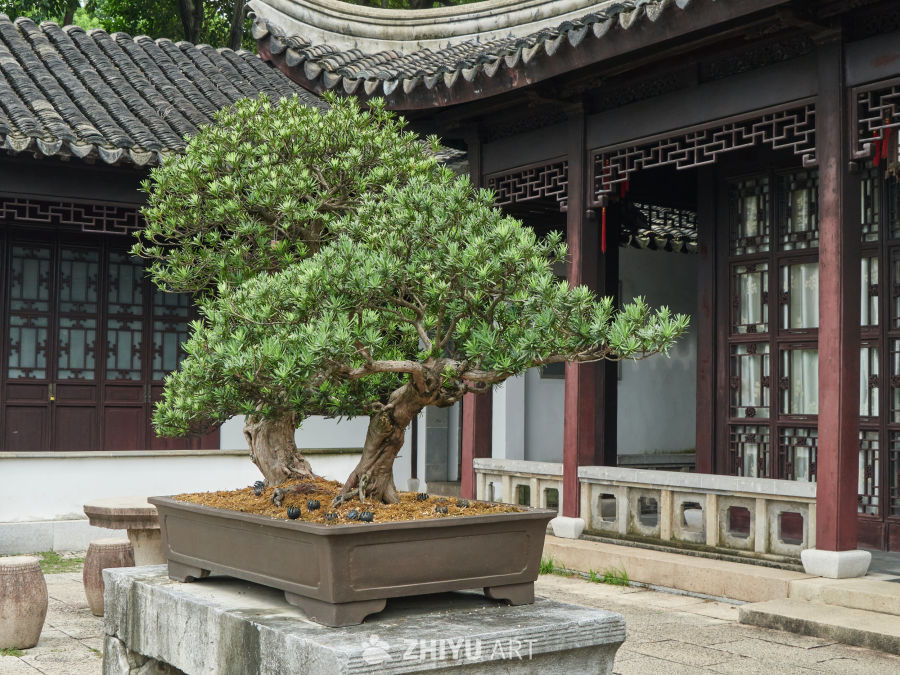 虎丘山风景名胜区内的盆景