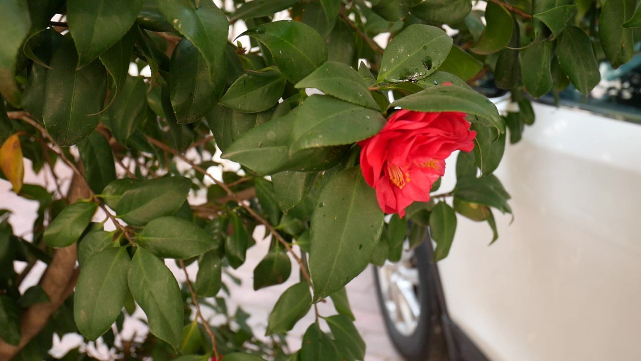 山茶花开红艳艳2