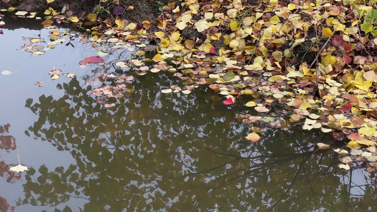 秋日池塘静谧景
