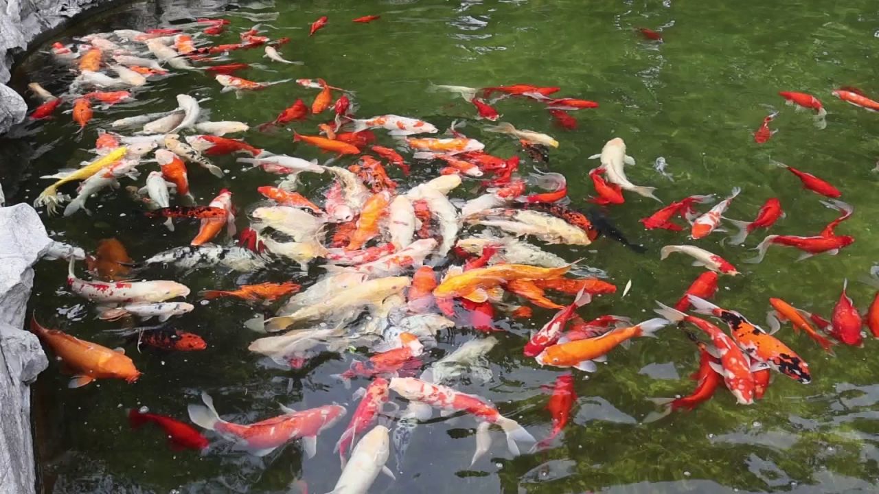 水中游动的一群金鱼（带原声）素材