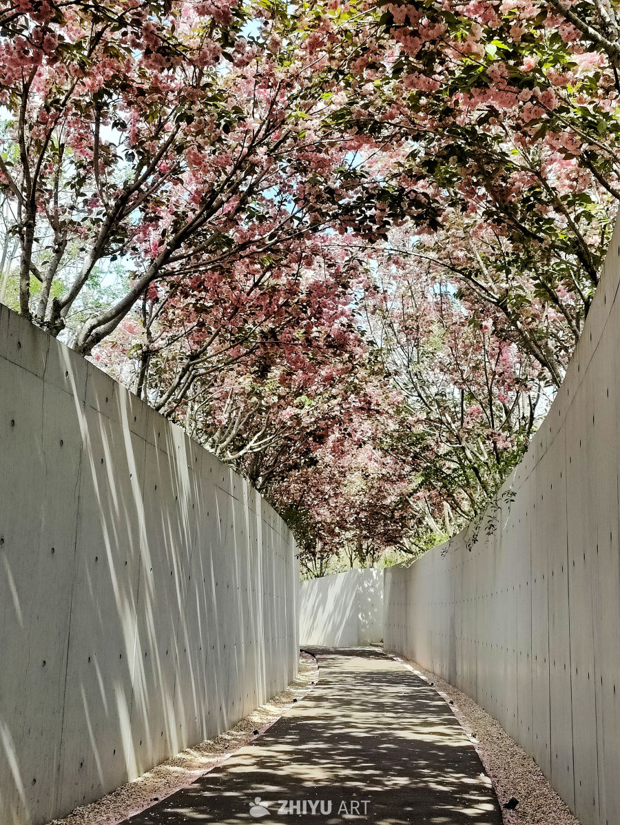 樱花道