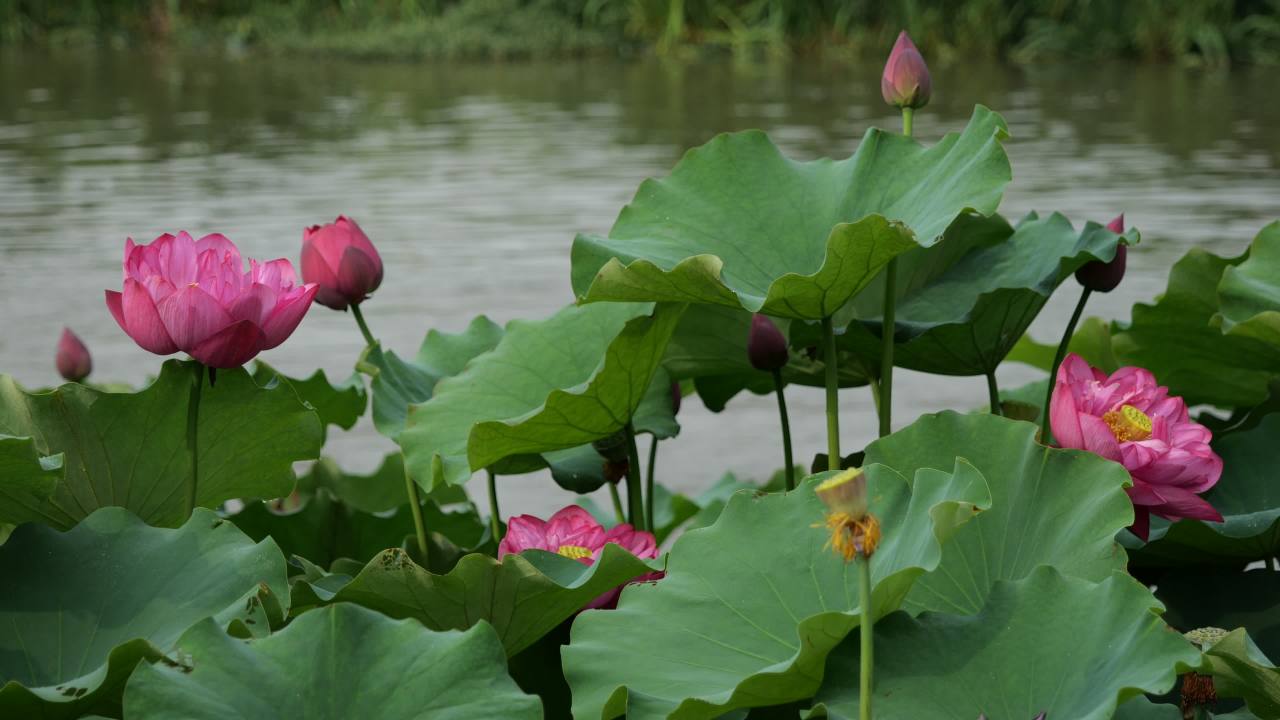 荷花 33