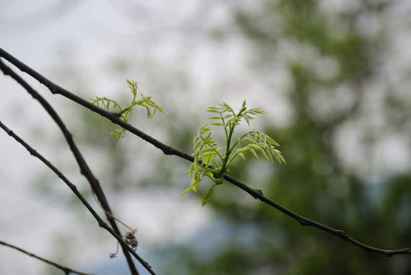 春芽