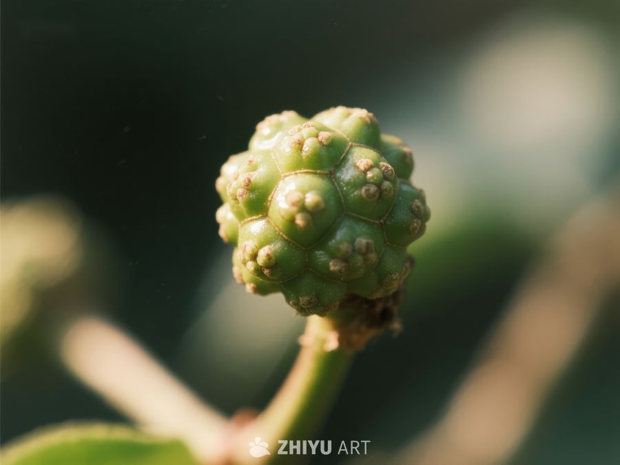 绿色浆果特写，自然生长状态 171