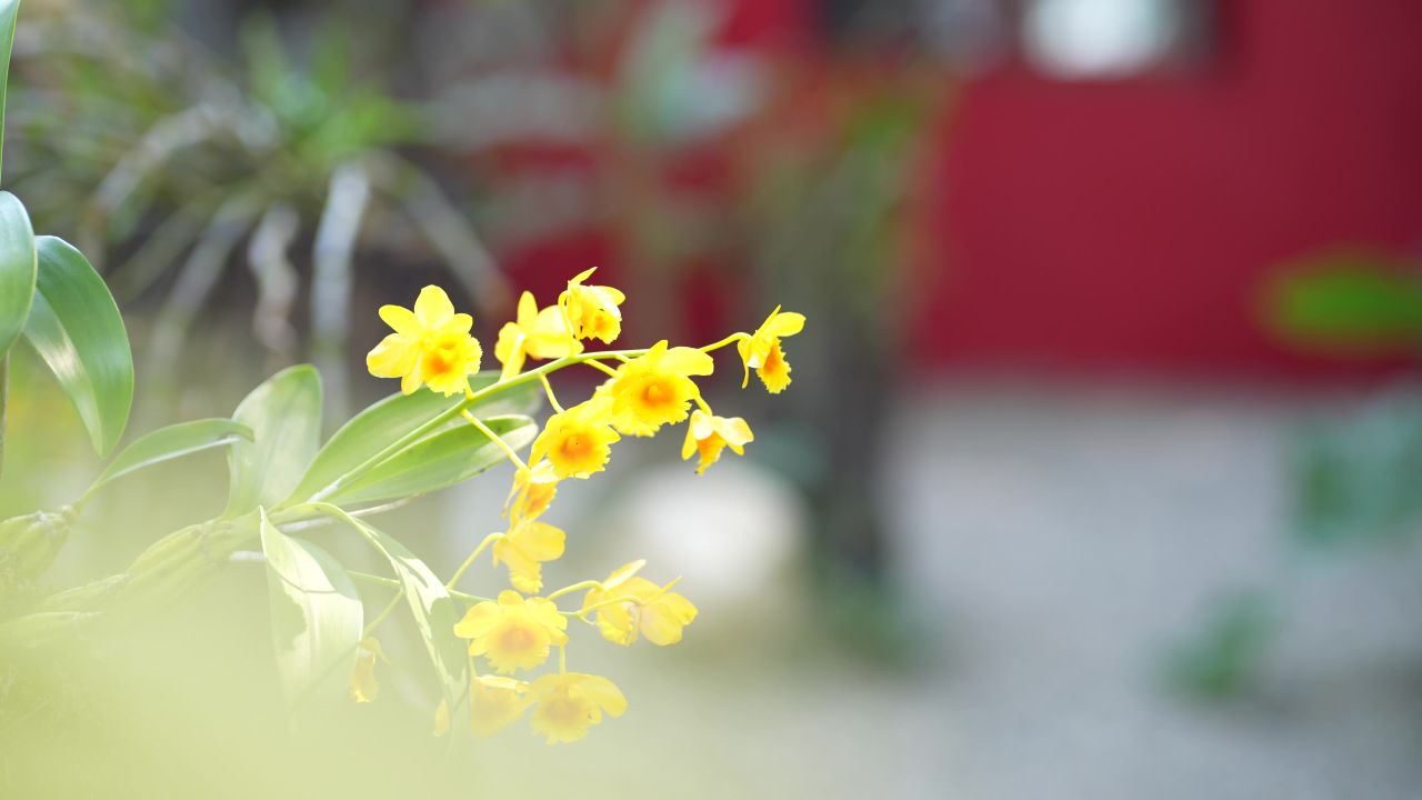 花 18
